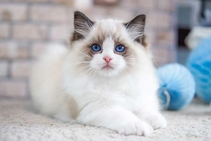 Suche Ragdoll Kitten   liebevolles Zuhause vorhanden