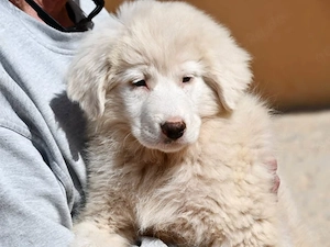 Lisa sucht ihr Zuhause (noch auf Sardinien)