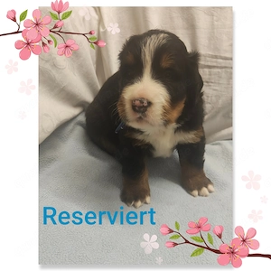 Bernersennenwelpen (Rüden) suchen ein neues Zuhause Bild 3