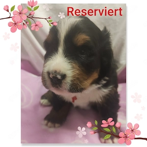 Bernersennenwelpen (Rüden) suchen ein neues Zuhause Bild 4