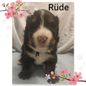 Bernersennenwelpen (Rüden) suchen ein neues Zuhause