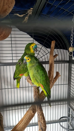 Blaustirnamazonen Pärchen sucht neues Zuhause 