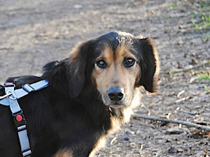 Lucky sucht sein Zuhause