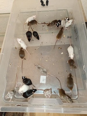 hübsche junge mäuse 