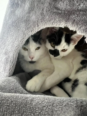    2 Süße Geschwister Katzen abzugeben   inkl. Zubehör!   