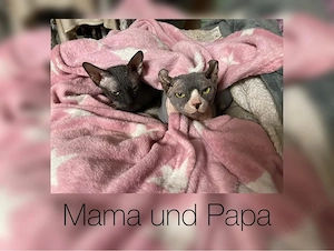 Sphynx Kitten  Bild 5