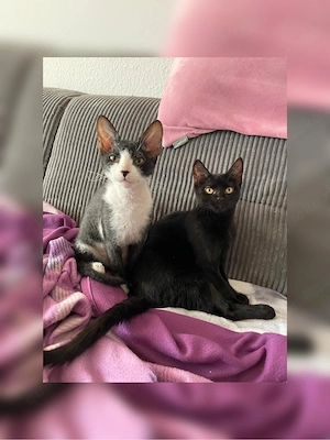 Sphynx Kitten  Bild 2