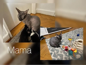 Sphynx Kitten  Bild 4