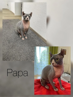 Sphynx Kitten  Bild 3