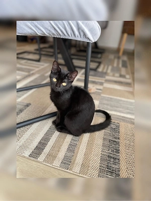 Sphynx Kitten  Bild 7