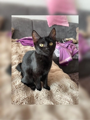 Sphynx Kitten  Bild 8