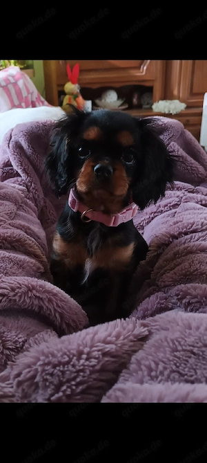 Cavalier king charles spaniel Welpe