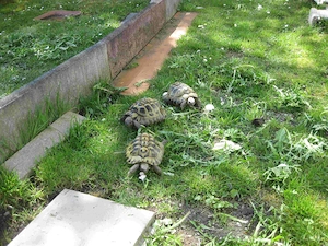 Griechische Landschildkröte aus eigener Zucht abzugeben. 