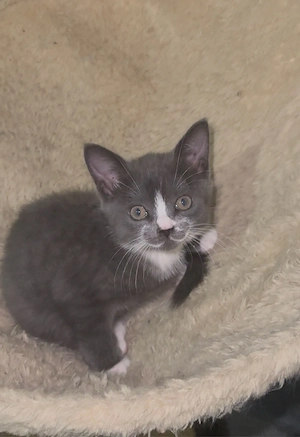    Süße BKH mix Katzen suchen bald ein liebevolles Zuhause!     Bild 5