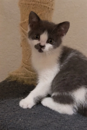    Süße BKH mix Katzen suchen bald ein liebevolles Zuhause!     Bild 4