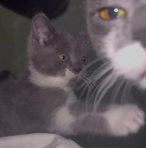    Süße BKH mix Katzen suchen bald ein liebevolles Zuhause!     Bild 2