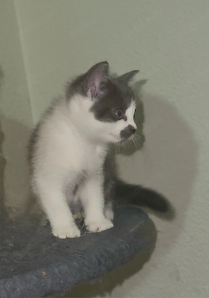    Süße BKH mix Katzen suchen bald ein liebevolles Zuhause!     Bild 3