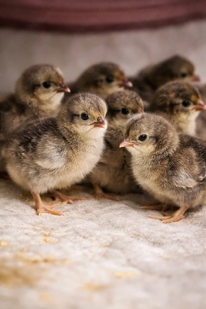Rheinländer Küken Huhn Hahn Henne Tagesküken