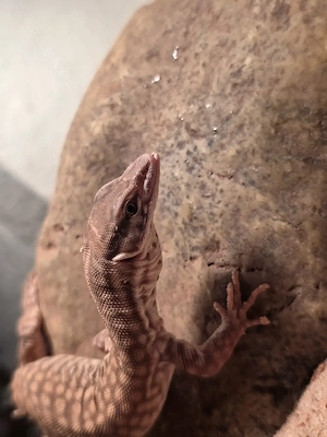 Stachelschwanzwaran  Varanus Acanthurus