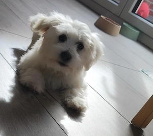 Süßer Malteser Welpe   Max sucht ein liebevolles Zuhause