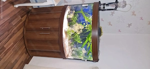 Aquarium 190l Eck zu verschenken  Komplett mit Fische un Pflanzen  Decko  Bild 3