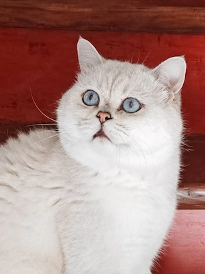 Deckkater Bg.A mit blauen Augen Bild 2