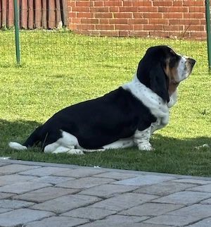 Deckrüde  Basset Hound