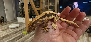 Kronengecko Nachzuchten Sept.25