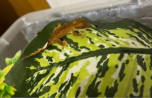 0.0.2 Kronengecko Babys