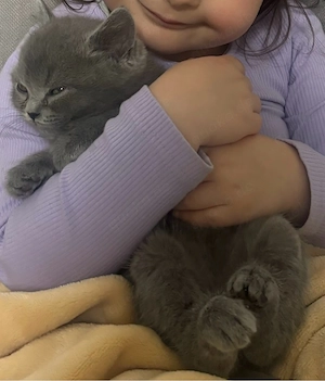 Zuckersüßes BKH Kitten 