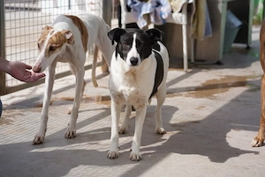 Alejandra, eine sanfte Seele auf der Suche nach ihren Herzensmenschen    Bild 2