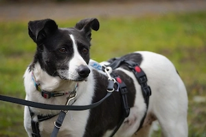 Alejandra, eine sanfte Seele auf der Suche nach ihren Herzensmenschen    Bild 3