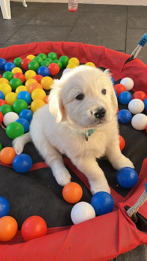  Traumhafte Golden Retriever Welpen suchen ihr Zuhause!