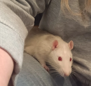 Neugieriger Ratten - Bub(10 Mon.) sucht neues Zuhause! 