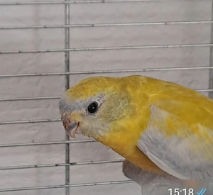 schönsittiche Hahn gesucht 