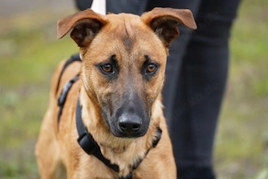 Lili sucht ihr Für-immer-Zuhause   