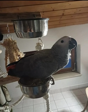 Graupapagei 8 Monate weiblich sehr Handzahm !