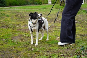 Alejandra, eine sanfte Seele auf der Suche nach ihren Herzensmenschen    Bild 10