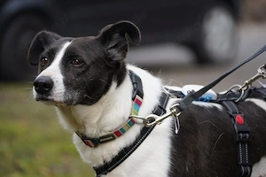 Alejandra, eine sanfte Seele auf der Suche nach ihren Herzensmenschen    Bild 7