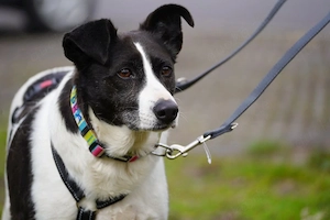 Alejandra, eine sanfte Seele auf der Suche nach ihren Herzensmenschen    Bild 6