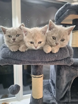 BKH Kitten (lilac)   3 weibliche Katzen 