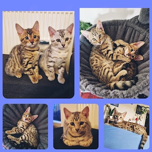  Bengal Mix Kitten snow  browne