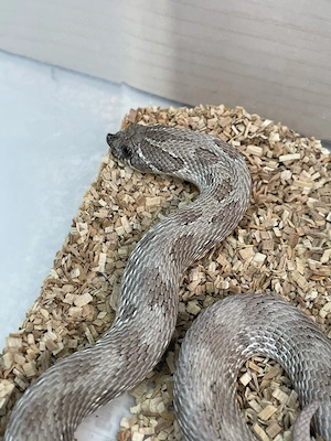 Hakennasennatter Männchen (Heterodon nasicus) Axanthik Anaconda het Snow (Albino)