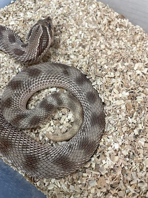 Hakennasennatter Weibchen (Heterodon nasicus) Anaconda het lucy toffeebelly