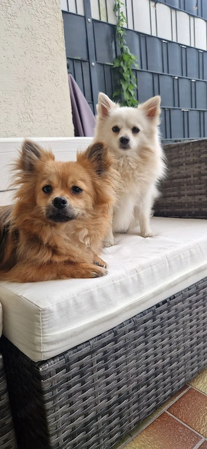 pomeranian chihuahua 