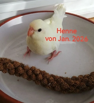 Ziegensittiche , gerade aus den Nest 