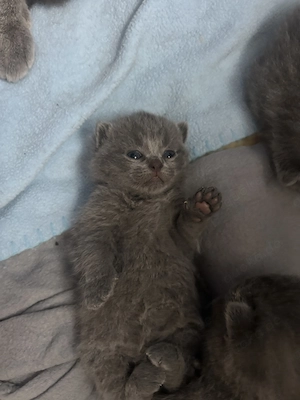 Reinrassige BKH kitten suchen liebe volles Zuhause 