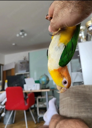 Rostkappenpapagei Pärchen sucht ein neues Zuhause Bild 4