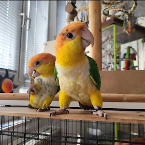 Rostkappenpapagei Pärchen sucht ein neues Zuhause Bild 3