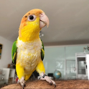 Rostkappenpapagei Pärchen sucht ein neues Zihause